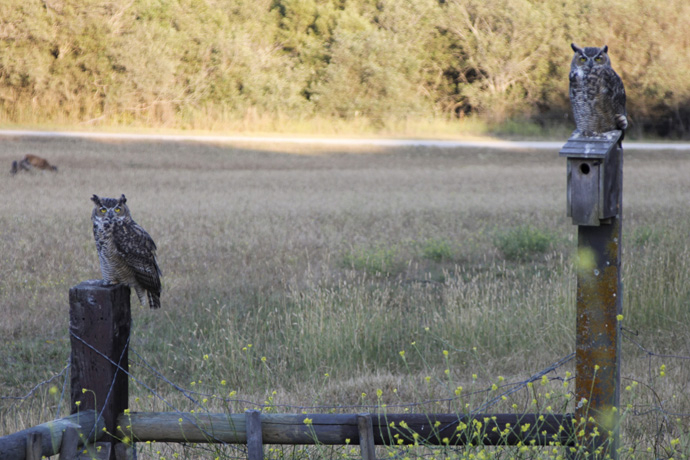 two owls on a fence