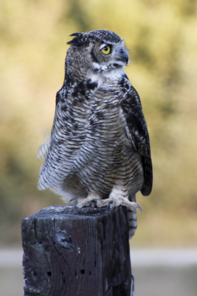 owl profile